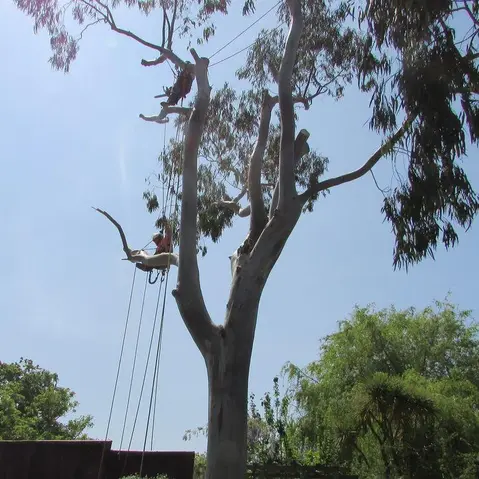 Tree surgeons dismantling a Eucalyptus tree.