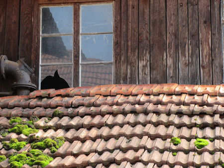 Landgasthof Kranz, Ohlsbach, historische gasthäuser, baden, genuss, baden württemberg, badische, küche, ausflugsziel, visitgermany, gasthaus, landgasthof, tradition, kulinarik, wirtshaus, gastgeber, gastronomie, übernachten, restauranttips, gute reise, gute küche, urlaubsziele, gastfreundschaft, stammtisch, familienbetrieb, traditionsgastronomie, ferien, urlaub, süddeutschland, Ortenau, Kinzigtal, Badische Weinstrasse, Schwarzwald, Durbach, Reichenbach, Gengenbach, Offenburg, Oberrhein, Nordschwarzwald, Schwarzwald, Freiburg, Strasbourg, Elsass, Rastatt, Freudenstadt, Rottweil, Schwarzwald-Baar-Kreis, Lahr