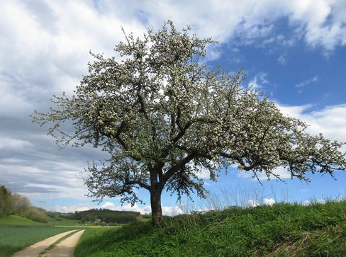 Gasthof zum Adler, Meßkirch- Menningen, Messkirch, historische gasthäuser, baden, genuss, baden württemberg, badische, küche, ausflugsziel, visitgermany, gasthaus, landgasthof, tradition, kulinarik, wirtshaus, gastgeber, gastronomie, übernachten, restauranttips, gute reise, gute küche, urlaubsziele, gastfreundschaft, stammtisch, familienbetrieb, traditionsgastronomie, ferien, urlaub, süddeutschland, Sigmaringen, Hohenzoollern, Ablach, Talbach, Oberschwaben, Donau, Bodensee, Schloss, Fürstenberg, Schwäbische Alb, Heuberg
