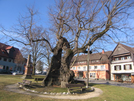 Hotel garni Insel-Hof, Insel Reichenau, historische gasthäuser, baden, genuss, baden württemberg, badische, küche, ausflugsziel, visitgermany, gasthaus, landgasthof, tradition, kulinarik, wirtshaus, gastgeber, gastronomie, übernachten, restauranttips, gute reise, gute küche, urlaubsziele, gastfreundschaft, stammtisch, familienbetrieb, traditionsgastronomie, ferien, urlaub, süddeutschland, Ott-Penzkofer, Bodensee, Konstanz, Radolfzell, Singen, Hohentwiel, Hegau, Überlingen, Mainau, Konzil, Gemüseinsel, UNESCO, Welterbe, Kloster, Benedektiner, Jakobsweg,, Bodenseefischer, Felchen, Bodenseefelchen