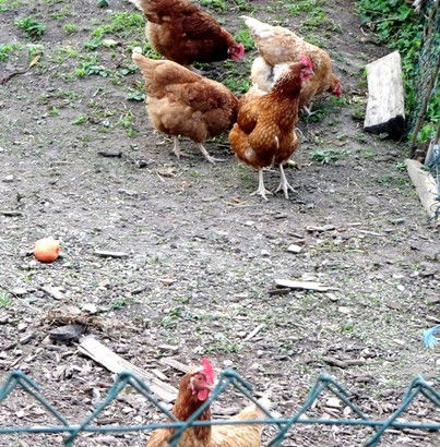 Landgasthof Scheffellinde, Blumberg-Achdorf, historische gasthäuser, baden, genuss, baden württemberg, badische, küche, ausflugsziel, visitgermany, gasthaus, landgasthof, tradition, kulinarik, wirtshaus, gastgeber, gastronomie, übernachten, restauranttips, gute reise, gute küche, urlaubsziele, gastfreundschaft, stammtisch, familienbetrieb, traditionsgastronomie, ferien, urlaub, süddeutschland, Schwarzwald, Wutachtal, Schwarzwald-Baar, Wutachschlucht, Wutach, Stühingen, Schaffhausen, Kloster St. Blasien, Großherzogtum Baden. Lausheim, Blumegg und Ewattingen, Waldshut, Bonndorf,  Josef Viktor von Scheffel, Löffingen, Schluchsee, Gauchachschlucht, Engen