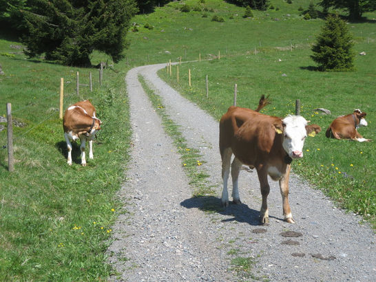 Hotel Breggers Schwanen, Bernau-Oberlehen, spa, wellness, bernau-oberlehen, historische gasthäuser, baden, genuss, baden württemberg, badische, küche, ausflugsziel, visitgermany, gasthaus, landgasthof, tradition, kulinarik, wirtshaus, gastgeber, gastronomie, übernachten, restauranttips, gute reise, gute küche, urlaubsziele, gastfreundschaft, stammtisch, familienbetrieb, traditionsgastronomie, ferien, urlaub, süddeutschland, Schwarzwald, Waldshut, Freiburg, Feldberg, Schluchsee, Südschwarzwald, Lörrach
