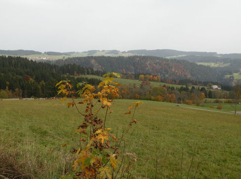 Hotel Gasthaus Zum Engel, Hinterzarten, historische gasthäuser, baden, genuss, baden württemberg, badische, küche, ausflugsziel, visitgermany, gasthaus, landgasthof, tradition, kulinarik, wirtshaus, gastgeber, gastronomie, übernachten, restauranttips, gute reise, gute küche, urlaubsziele, gastfreundschaft, stammtisch, familienbetrieb, traditionsgastronomie, ferien, urlaub, süddeutschland,  Höhenluftkurort, Schwarzwald, Südschwarzwald, Freiburg, Breisgau, Naturpark, Titisee, Schluchsee, Feldberg, Skisprungschanze, Elsass, Basel, Waldshut-Tiengen