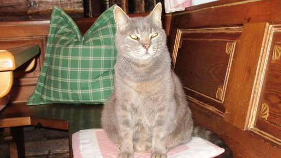 Landgasthof Kranz, Ohlsbach, historische gasthäuser, baden, genuss, baden württemberg, badische, küche, ausflugsziel, visitgermany, gasthaus, landgasthof, tradition, kulinarik, wirtshaus, gastgeber, gastronomie, übernachten, restauranttips, gute reise, gute küche, urlaubsziele, gastfreundschaft, stammtisch, familienbetrieb, traditionsgastronomie, ferien, urlaub, süddeutschland, Ortenau, Kinzigtal, Badische Weinstrasse, Schwarzwald, Durbach, Reichenbach, Gengenbach, Offenburg, Oberrhein, Nordschwarzwald, Schwarzwald, Freiburg, Strasbourg, Elsass, Rastatt, Freudenstadt, Rottweil, Schwarzwald-Baar-Kreis, Lahr