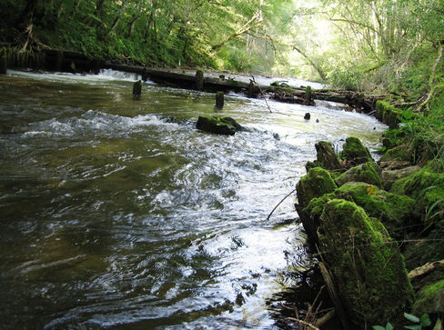 Landhotel Restaurant Adler, Bad Rappenau, Historische Gasthäuser, Weingüter, Baden, baden-württemberg, badische küche, ausflugsziel, visit germany, blackforest, gasthaus, landgasthof, tradition, kulinarik, wirtshaus, gastgeber, gastronomie, übernachten, restauranttips, gute reise, gute küche, urlaubsziele, ferien im schwarzwald, urlaub im schwarzwald, gastfreundschaft, gastgeber, stammtisch, 
familienbetrieb, wirt