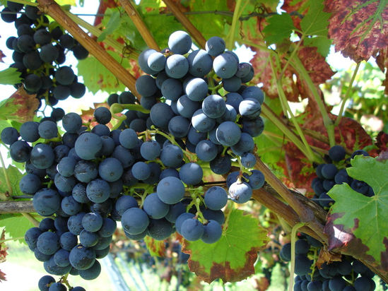 Scheidels Hotel-Restaurant Zum Kranz, Kenzingen, historische gasthäuser, baden, genuss, baden württemberg, badische, küche, ausflugsziel, visitgermany, gasthaus, landgasthof, tradition, kulinarik, wirtshaus, gastgeber, gastronomie, übernachten, restauranttips, gute reise, gute küche, urlaubsziele, gastfreundschaft, stammtisch, familienbetrieb, traditionsgastronomie, ferien, urlaub, süddeutschland, Breisagau, Breisach, Freiburg, Schwarzwald, Emmendingen, Hochschwarzwald, Elz, Elzbrücke, Bombach, Hecklingen, Kenzingen, Nordweil, Lorscher Codex, Herbolsheim, Europa-Park, Rust, Kaiserstuhl, Colmar, Basel