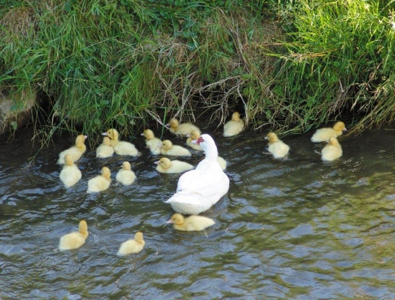 Landhotel Restaurant Adler, Deggenhausertal, historische gasthäuser, baden, genuss, baden württemberg, badische, küche, ausflugsziel, visitgermany, gasthaus, landgasthof, tradition, kulinarik, wirtshaus, gastgeber, gastronomie, übernachten, restauranttips, gute reise, gute küche, urlaubsziele, gastfreundschaft, stammtisch, familienbetrieb, traditionsgastronomie, ferien, urlaub, süddeutschland, Salem, Bodensee, Schule Schloss Salem, Schloss Salem, Markgraf,  Heiligenberg, Höchsten, Gehrenberg, Klster Salem, Konstanz, Überlingen, Ravensburg, Meersburg, Friedrichshafen, Zeppelin, Uhldingen, Pfahlbauten, Affenberg, Markdorf