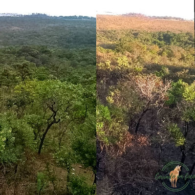 Os períodos de seca e chuva no Cerrado
