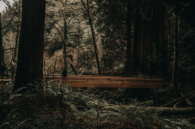 woods2.jpg