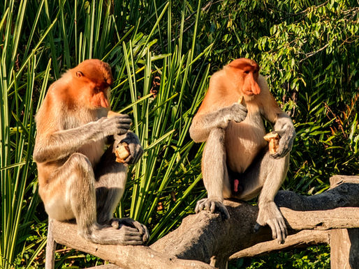 Pourquoi Bornéo est LA destination à ajouter à votre bucket list en 2025