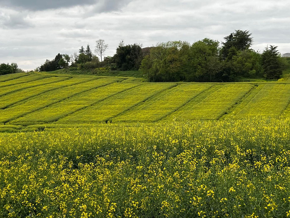 Rolling fields of yellow flowers under a cloudy sky, with dense green trees in the background create a serene countryside scene.