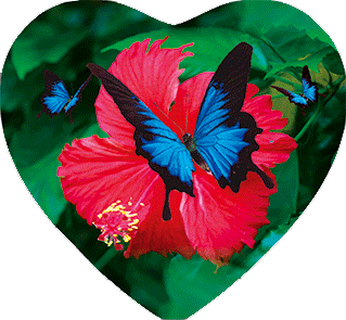 12-51-2081_ULYSSES_BUTTERFLY.gif