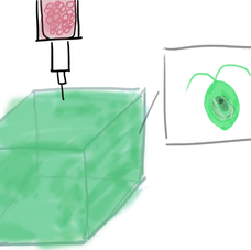 Suspending Algal Cells as Oxygen Providers in FRESH Support Baths to Improve Mammalian Cell Viability