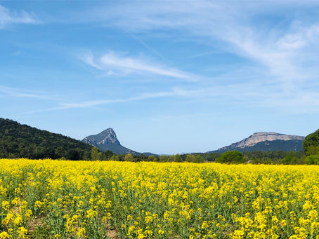 Vous êtes plutôt team colza 💛 ou team coquelicot ❤ ?