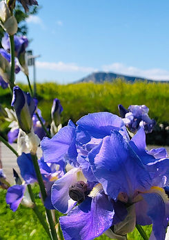 Hortus_Iris_Sainte Croix de Quintillargues.JPEG