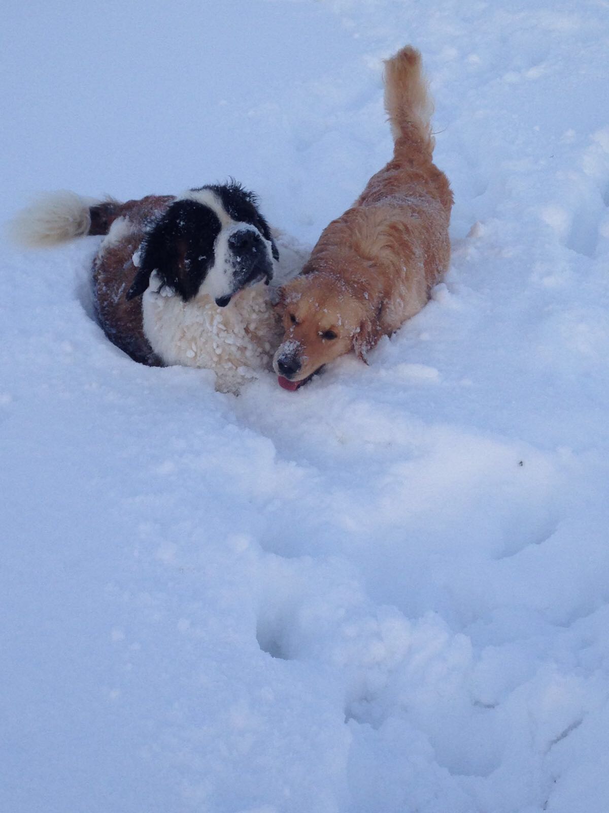 CHIEN 3