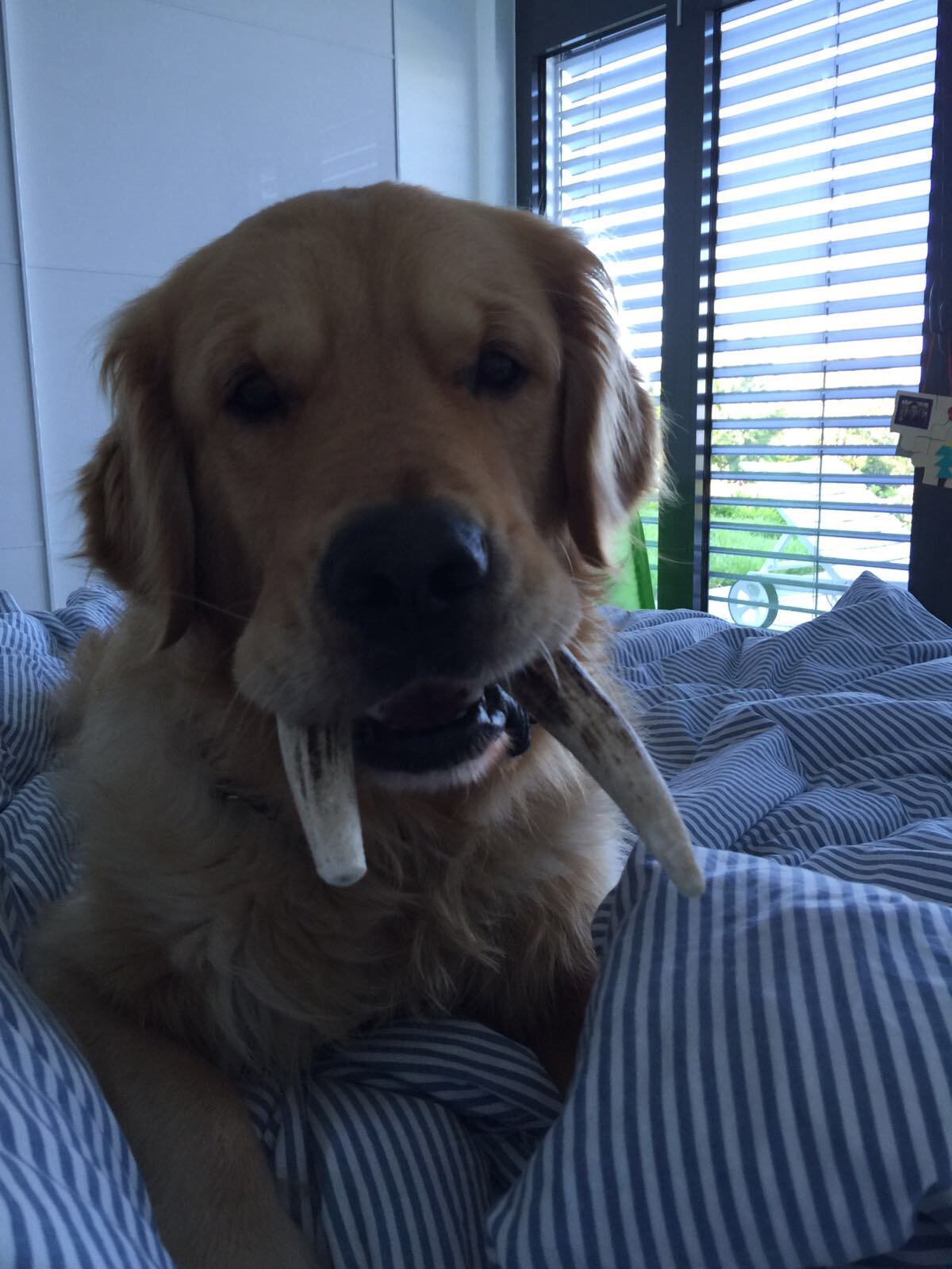 CHIEN14