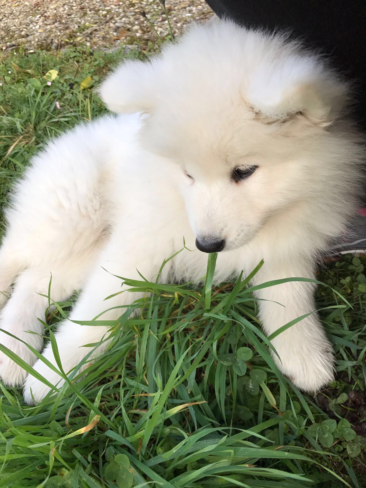 CHIEN 24