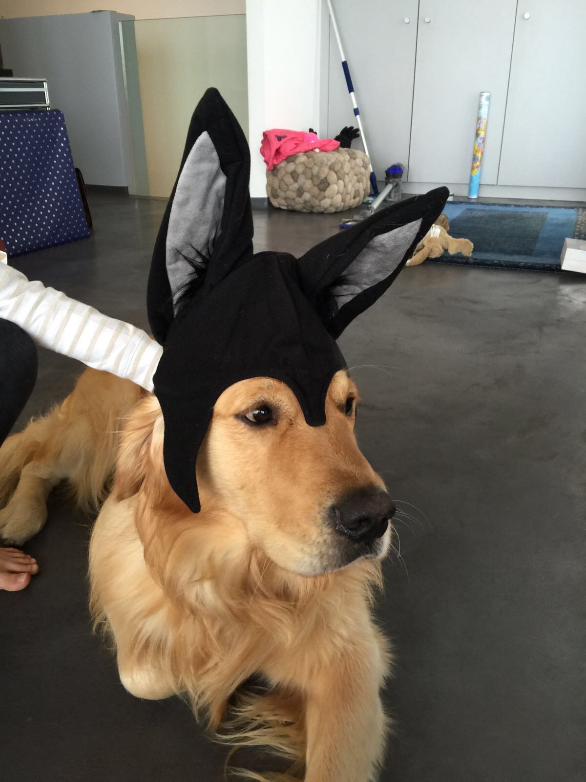 CHIEN 5