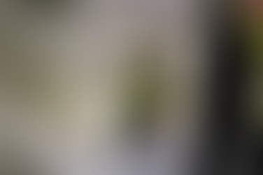 Snake on a plane delays a flight in Australia