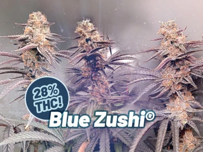 Blue Zushi: new lab tests show up to 28% THC!