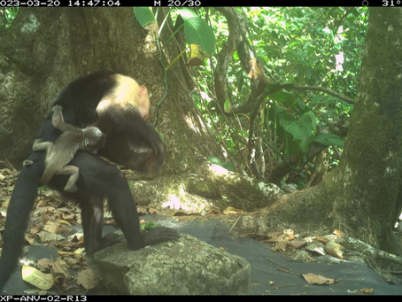 Researchers puzzle over rash of baby monkey kidnappings