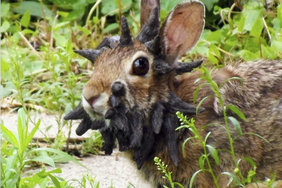 This June 26, 2013, image made from a video provided by Gunnar Boettcher shows a rabbit in Mankato, Minn., that Boettcher dubbed “Frankenstein,” due to what looks like horns growing out of its head. (Gunnar Boettcher via AP, File)