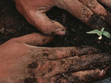 Cannabis Seeds: Cultivation, Genetics, and Quality Strains Illustrated