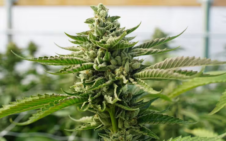 Marijuana plant anatomy and life cycles - What Do Marijuana Plants Look Like