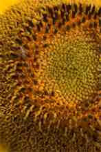 Inside a Sunflower   Photo by Martha Clark Scala