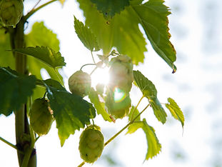 Hopfen_©Brauerei Hofstetten (9)_edited.j