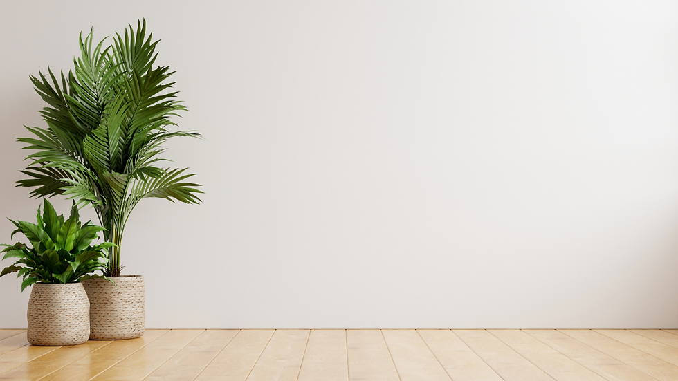 minimalistic potted plants