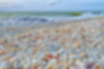 sanibel shells.jpeg