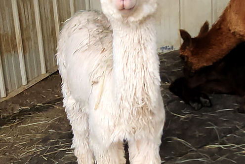 Elysian Hill LLC
Farm