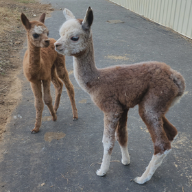 Elysian Hill LLC
Farm