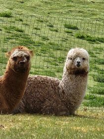 Elysian Hill LLC
Farm