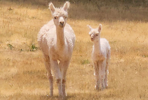 Elysian Hill LLC
Farm
