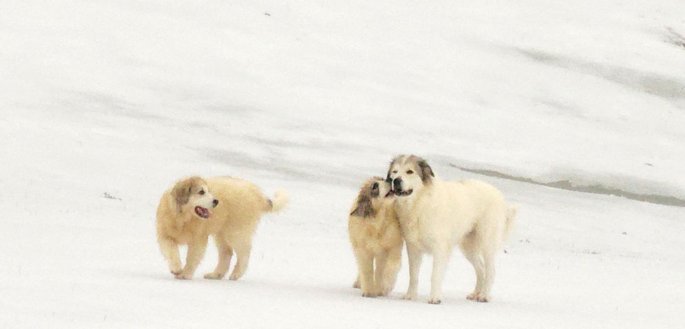 Elysian Hill LLC 
Great Pyrenees Puppies