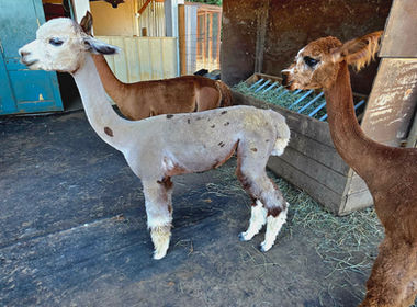 Elysian Hill LLC
Farm
