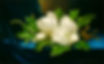 Martin_Johnson_Heade_Giant_Magnolias_on_a_Blue_Velvet_Cloth_NGA.jpg