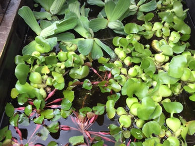 Surface cover for your pond