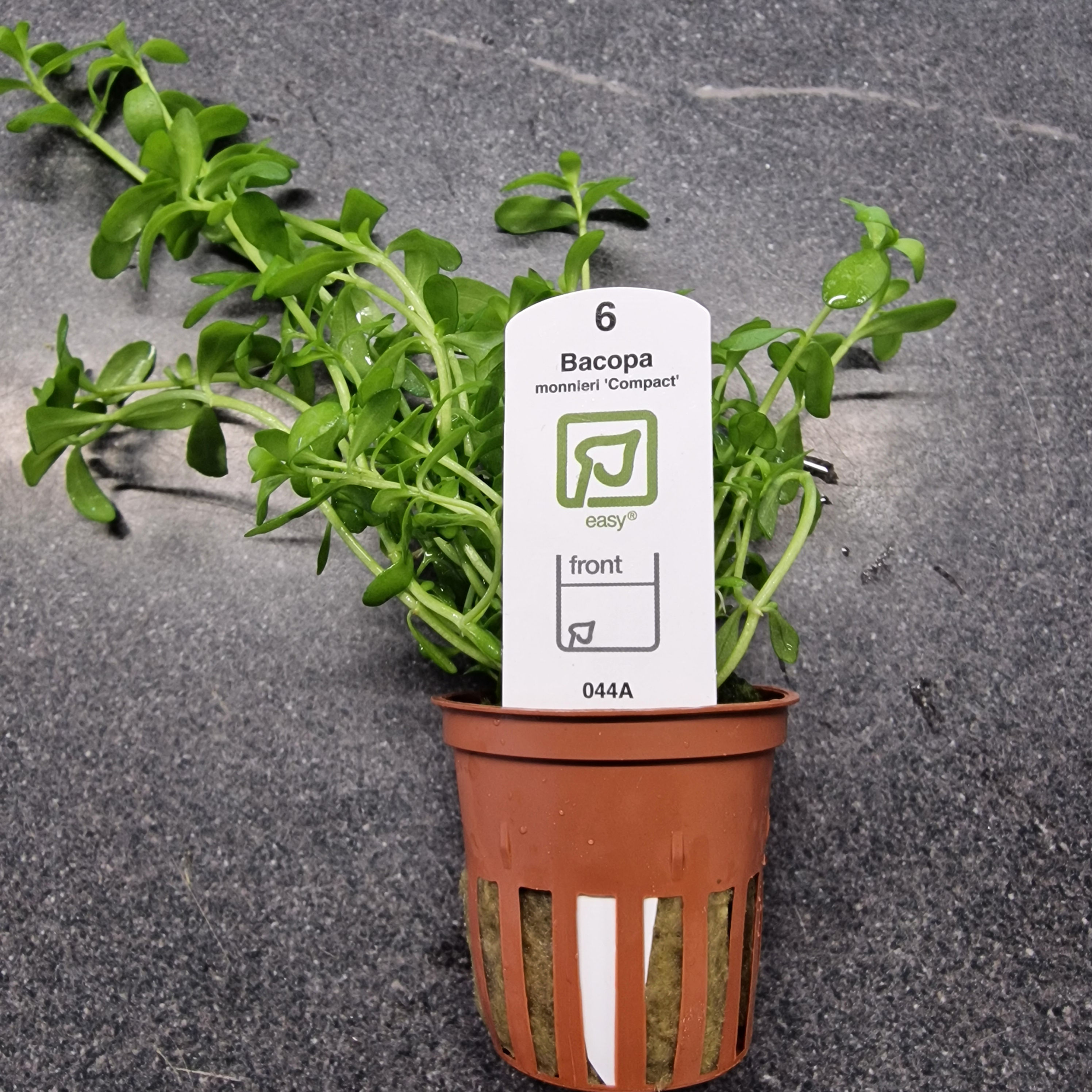 TROPICA Bacopa monnieri compact 