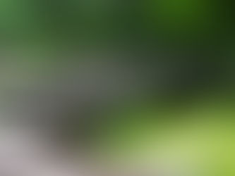 Struggling with green pond water? Discover the causes of algae blooms and the best ways to clear and prevent green water for a healthy, crystal-clear pond.