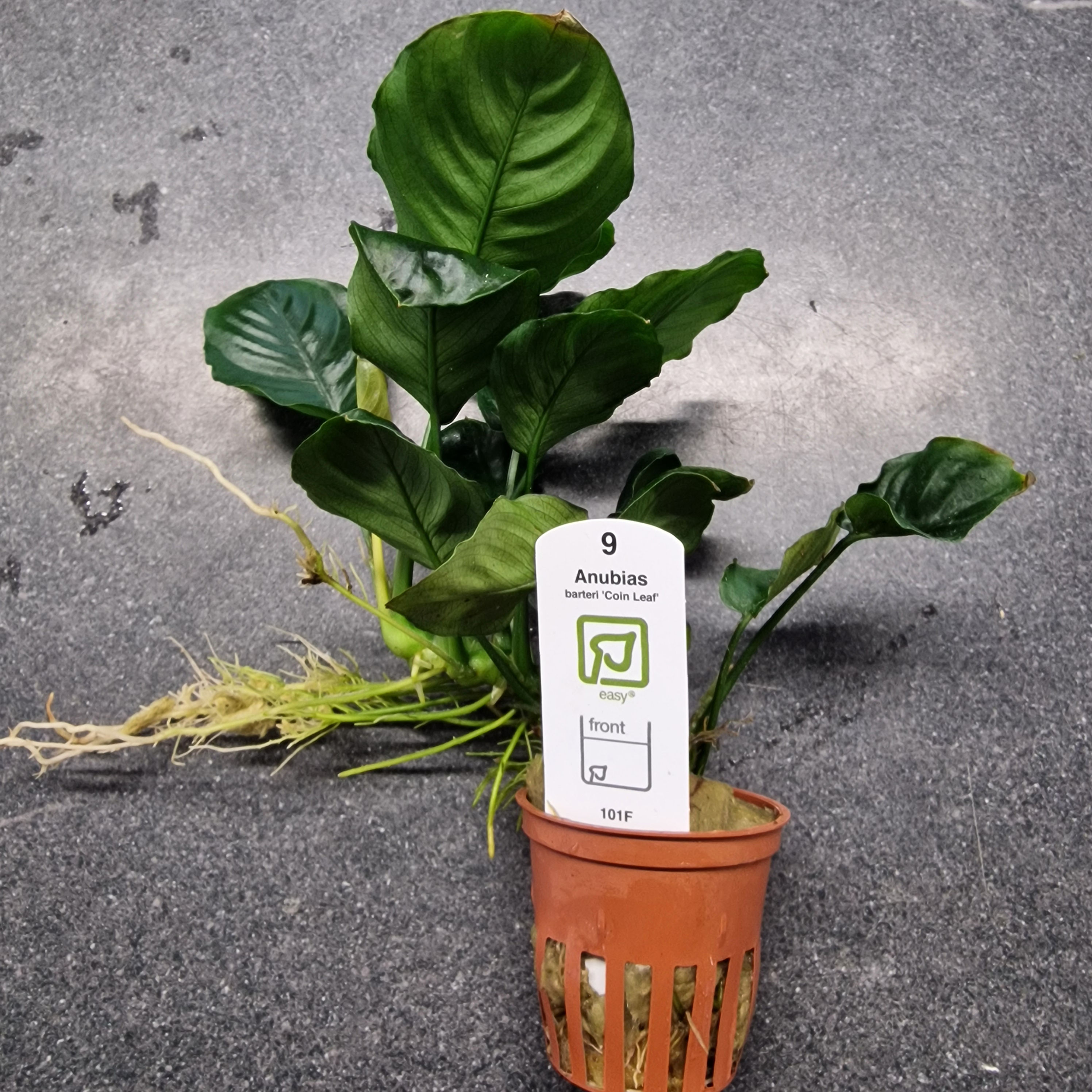 TROPICA Anubias barteri 'coin leaf'