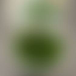 Didiplis Diandra: A Comprehensive Care Guide for Aquatic Enthusiasts