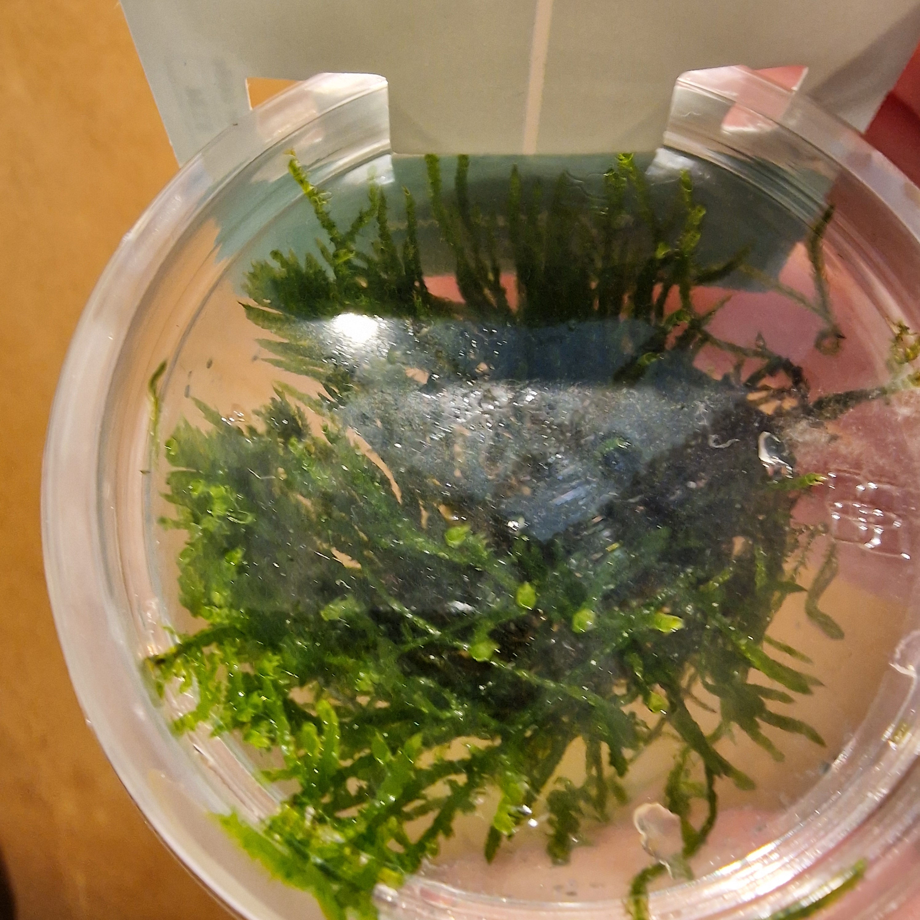 Taxiphyllum sp. 'Peacock Moss' invitro 
