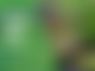 Spring pond care jobs