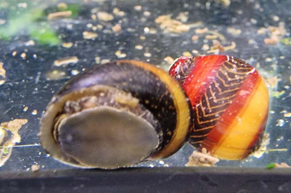 Red Racer snail