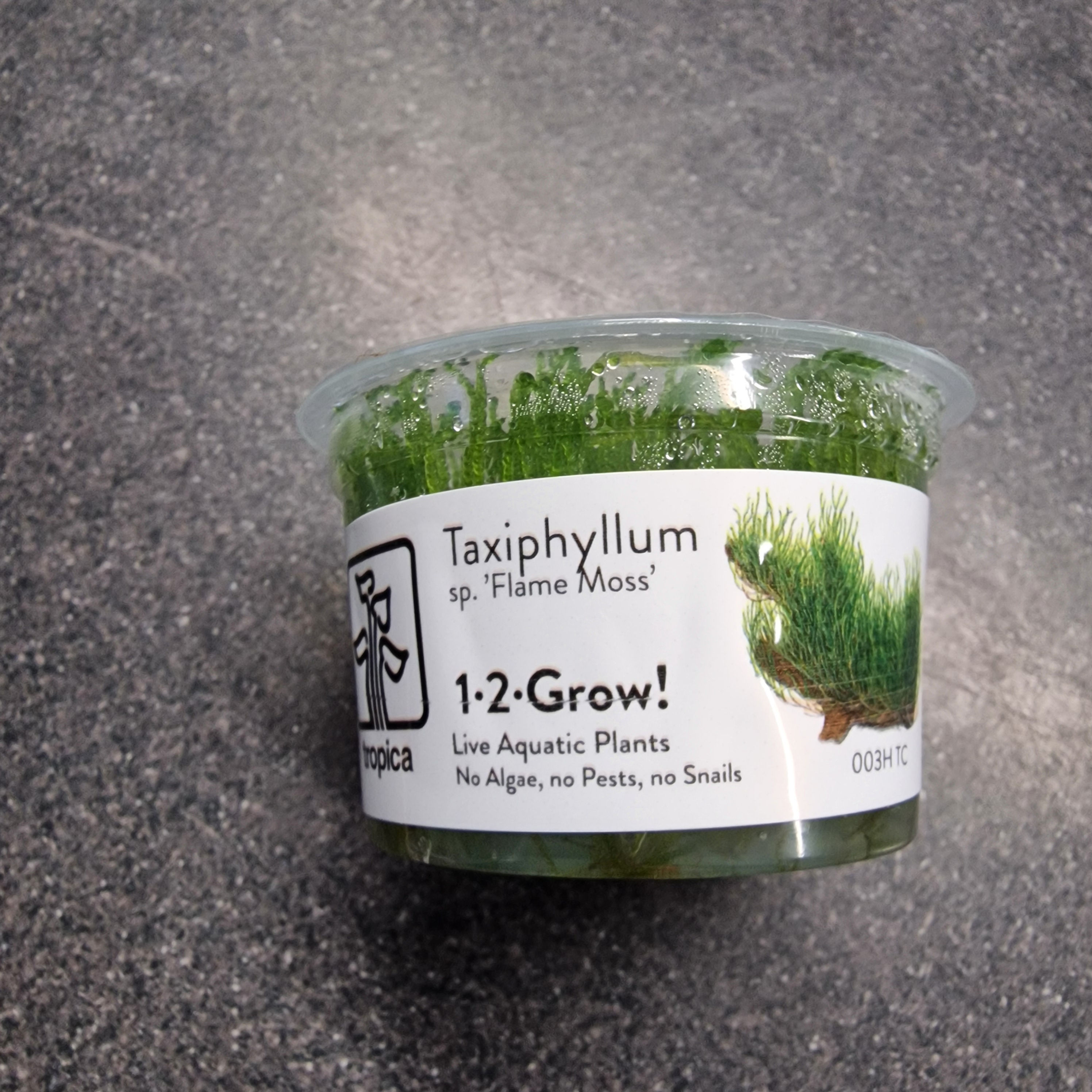 TROPICA Taxiphyllum 'flame moss' 1-2 grow