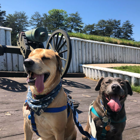 Two happy dogs posing near an old cannon on a sunny day.